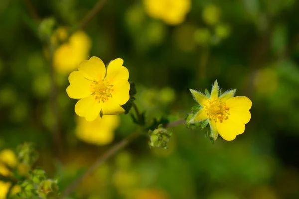 Slender Cinquefoil Yellow Flowers Latin Name Potentilla Gracilis — Stock Photo, Image