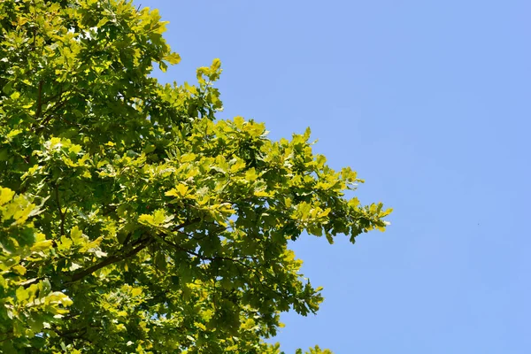 Feuilles Chêne Anglais Contre Ciel Bleu Nom Latin Quercus Robur — Photo