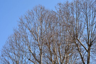 Mavi gökyüzüne karşı tohumları olan Londra uçak dalları - Latince adı - Platanus x hispanica (Platanus x acerifolia)