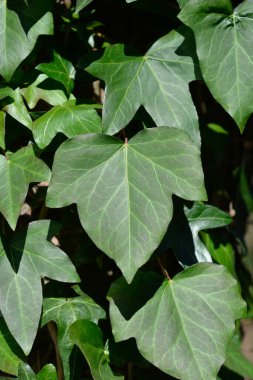 Yaygın sarmaşık yaprakları - Latince adı - Hedera helix