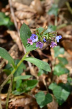 Akciğer otu - Latince adı - Pulmonaria officinalis