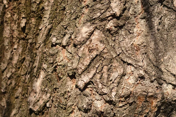 龙爪柳树皮细节 拉丁文名称 Salix Matsudana Tortuosa — 图库照片