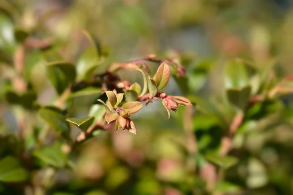 Lingonberry火球 ラテン語名 ワクチン Vitis Idaea Fireball — ストック写真