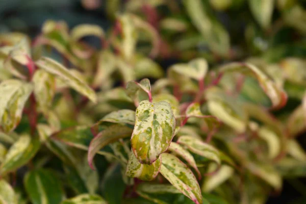 Hundehummel Makijaz Lateinischer Name Leucothoe Fontanesiana Makijaz — Stockfoto