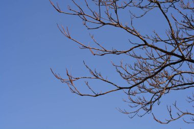 Cennetin ağacı mavi gökyüzüne karşı çıplak dallar - Latince adı - Ailanthus altissima