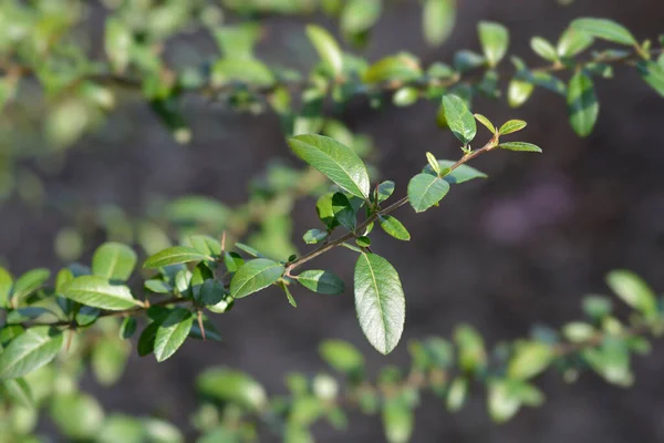 Liście Palnika Szkarłatnego Nazwa Łacińska Pyracantha Coccinea — Zdjęcie stockowe