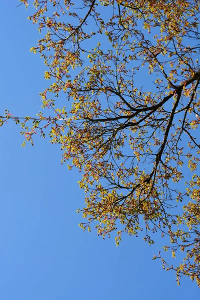 Branches Érable Japonais Avec Nouvelles Feuilles Contre Ciel Bleu Nom — Photo