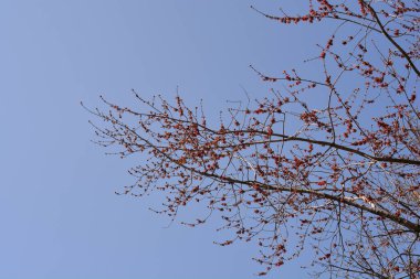 Mavi gökyüzüne karşı genç meyvesi olan gümüş akçaağaç dalı - Latince adı - Acer saccharinum