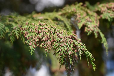 Çiçekli sahte selvi dalları - Latince adı Chamaecyparis lawsoniana