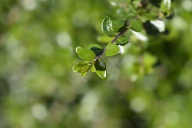 Kutu terk edilmiş hanımeli dalı- Latince adı Lonicera ligustrina var. pileata (Lonicera pileata)