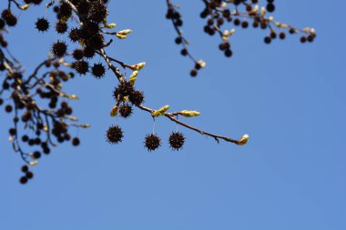 Mavi gökyüzüne karşı tohum ve yeni yapraklar içeren Amerikan tatlı sakız dalları - Latince adı - Liquidambar styraciflua