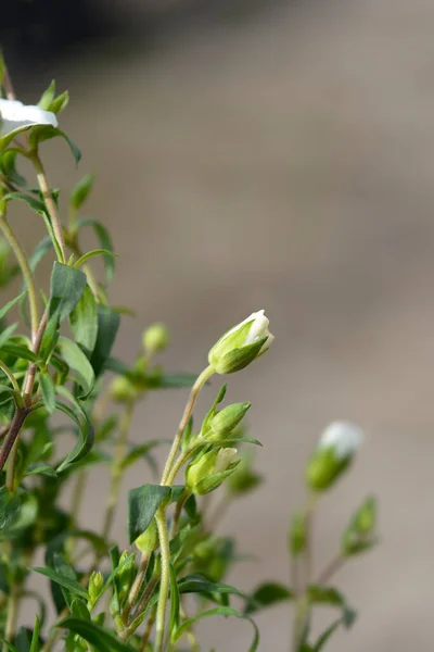 Mountain Sandwort Latin Name Arenaria Montana — Stock Photo, Image