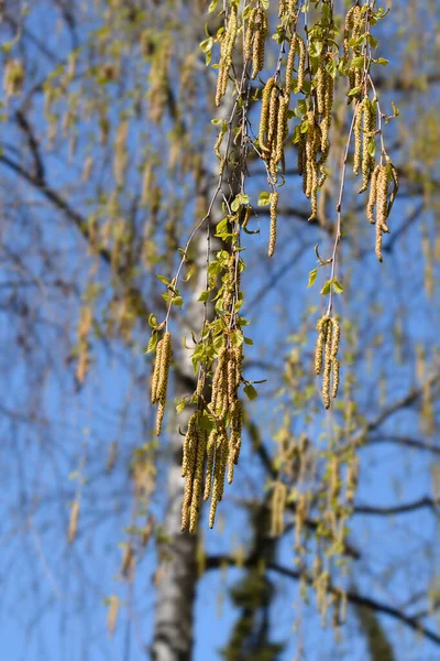 Ramos Bétula Comuns Nome Latino Betula Pendula — Fotografia de Stock