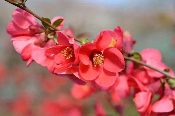 Japansk Blomkvitten Latinskt Namn Chaenomeles Japonica — Stockfoto