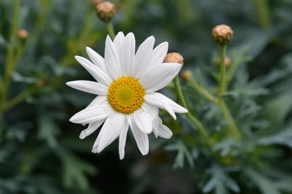 White Marguerite Daisy Латинська Назва Argyranthemum Frutescens — стокове фото
