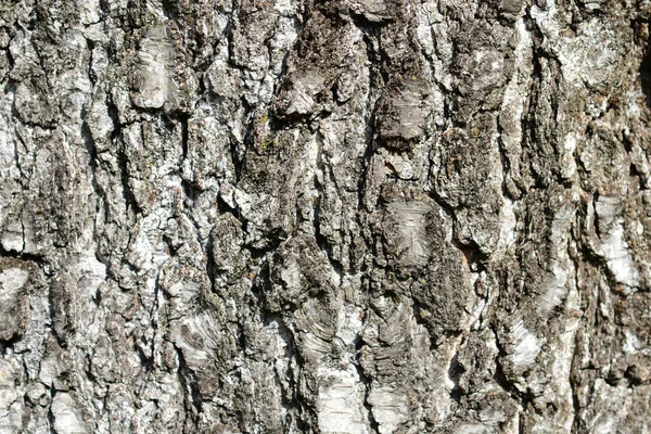 Écorce Bouleau Commune Détail Nom Latin Betula Pendula — Photo