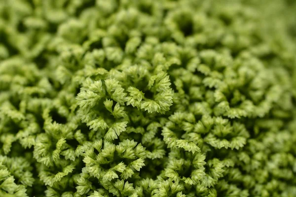 Green Sphagnum Moss Close Up With Blurred Background Stock Photo