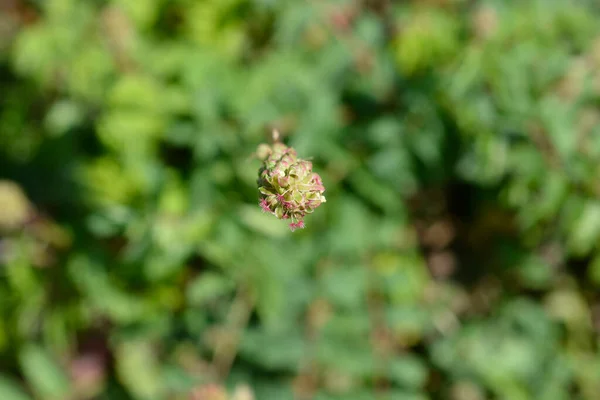 Saláta Burnet Latin Név Sanguisorba Minor — Stock Fotó