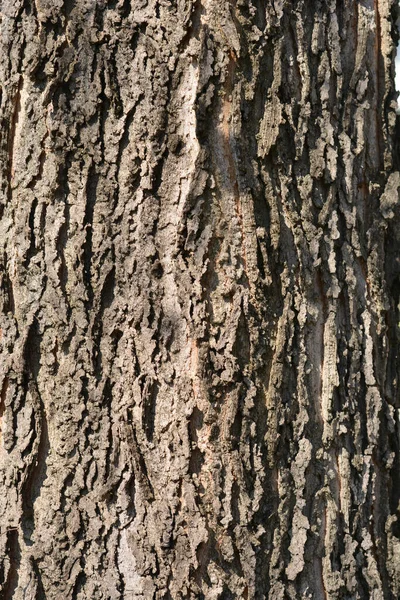 Common Hackberry Bark Detail Latin Name Celtis Occidentalis — Stock Photo, Image