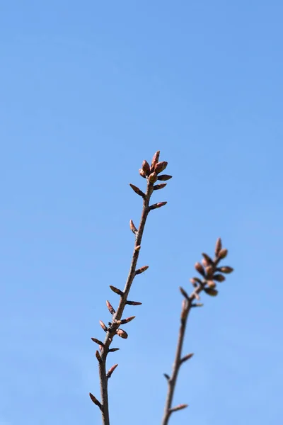 Японська Квіткова Вишня Гілка Канзан Бутонами Латинською Назвою Prunus Serrulata — стокове фото