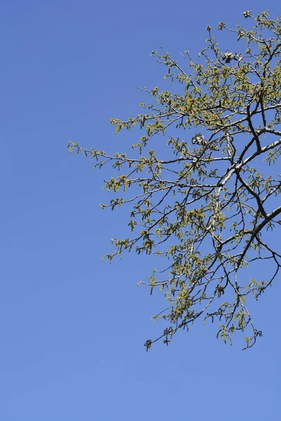 Ramos Álamo Branco Com Flores Contra Céu Azul Nome Latino — Fotografia de Stock