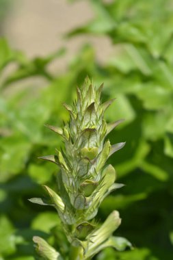 Balkan ayıları çiçek goncası - Latince adı - Acanthus hungaricus (Acanthus balcanicus))
