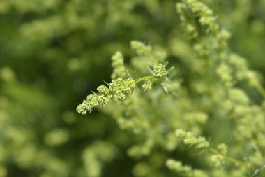 Akdeniz yatak örtüsü tomurcukları - Latince adı - Galium lucidum subsp. parabolyum