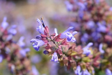 Genel adaçayı çiçekleri - Latince adı - Salvia officinalis