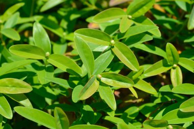 Aarons sakalı - Latince adı - Hypericum calycinum