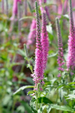 Spiked speedwell Rosa Zwerg pink flowers - Latin name - Veronica spicata Rosa Zwerg clipart