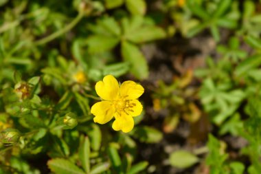 Sürünen sinquefoil sarı çiçekleri - Latince adı - potansiyel sürüngenler