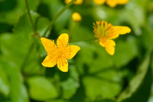 Marsh Marigold Latijnse Naam Caltha Palustris — Stockfoto