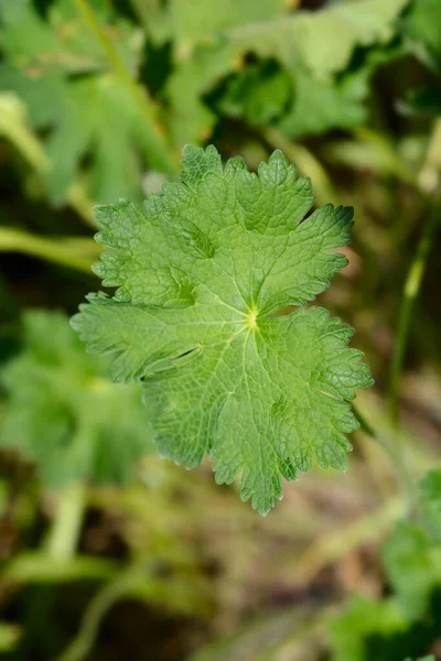 Cranesbill Púrpura Hoja Rosemoor Nombre Latino Geranio Magnificum Rosemoor — Foto de Stock