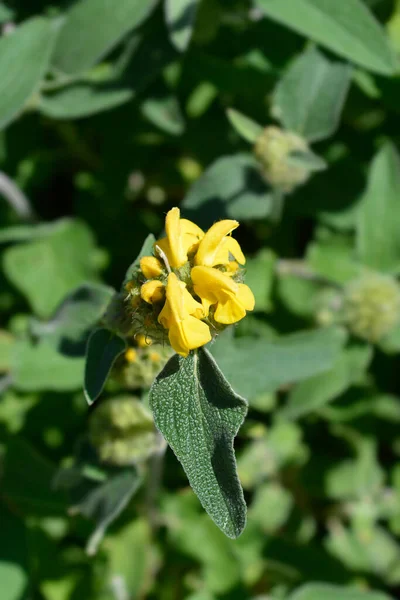 Jerusalém Sálvia Flor Amarela Nome Latino Phlomis Fruticosa — Fotografia de Stock