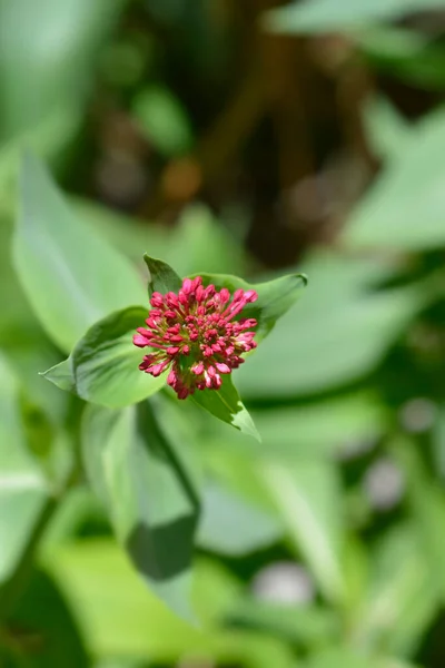 Capullos Rojos Valeriana Nombre Latino Centranthus Ruber —  Fotos de Stock