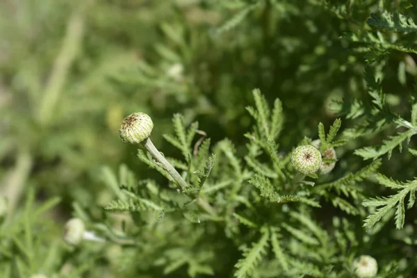 Yellow Chamomile Flower Buds Latin Name Cota Tinctoria Anthemis Tinctoria — Stock Photo, Image