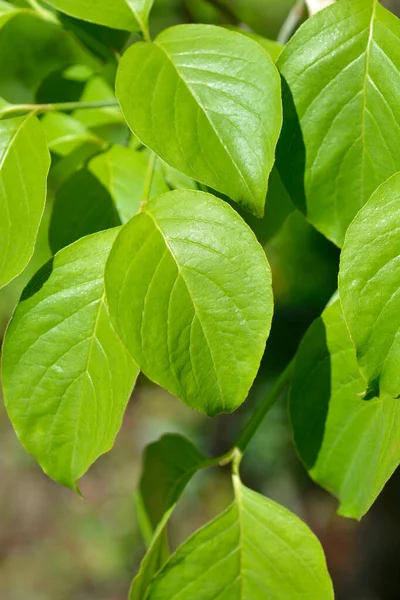 Flowering Dogwood Cherokee Chief Leaves Latin Name Cornus Florida Cherokee — Stock Photo, Image