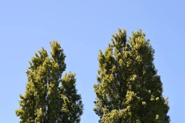 Lombardia Álamo Árvores Contra Céu Azul Nome Latino Populus Nigra — Fotografia de Stock