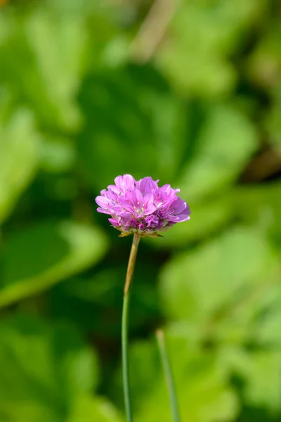 Velká Šetrnost Ballerina Lilac Květ Latinský Název Armeria Pseudarmeria Ballerina — Stock fotografie