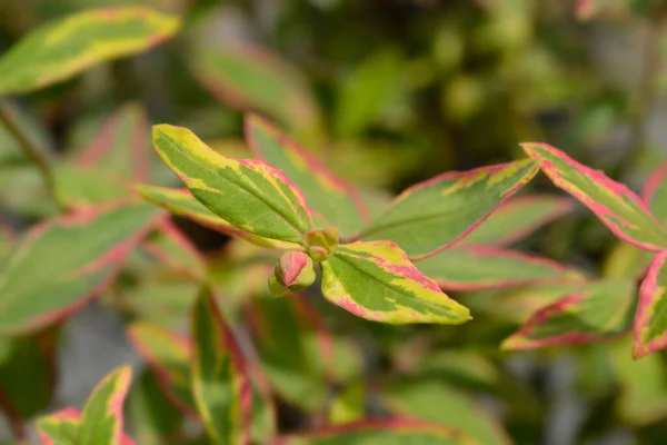 セントジョンズ トリコロール ラテン語名 Hypericum Moserianum Tricolor — ストック写真