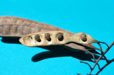 Mavi kağıtta siyah çekirge tohumları - Latince adı - Robinia pseudoacia