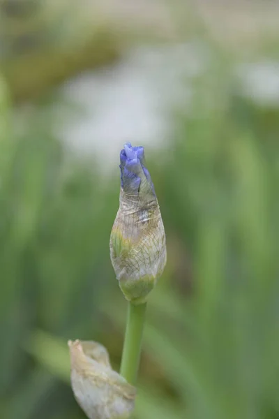 Iris Barbuto Alto Blu Gemme Fiori Zaffiro Nome Latino Iris — Foto Stock