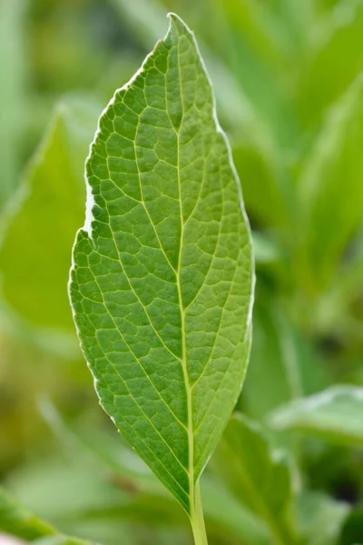 Francuski Hortensja Światło Dzienne Liść Nazwa Łacińska Hydrangea Macrophylla Światło — Zdjęcie stockowe