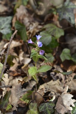 Akciğer otu - Latince adı - Pulmonaria officinalis