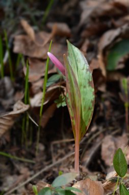 Köpekler diş menekşesi çiçeği tomurcuğu - Latince adı - Erythronium den-canis