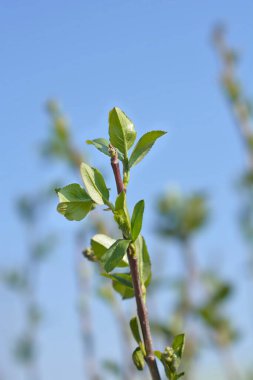 Siyah böğürtlen dalı - Latince adı - Aronia melanocarpa