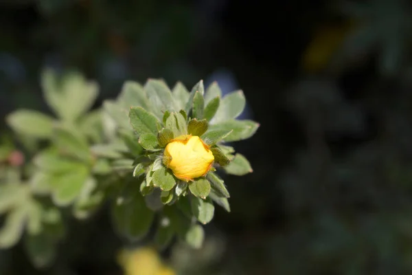 Arbusto Cinquefoil Gemme Fiori Gialli Goldteppich Nome Latino Potentilla Fruticosa — Foto Stock