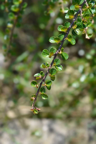 Rock Cotoneaster Branch ラテン語名 コトネスター水平線 — ストック写真