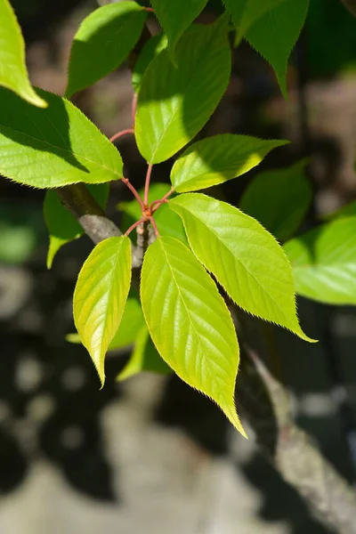 일본의 꽃피는 벚나무 라틴어 Prunus Serrulata Kanzan — 스톡 사진