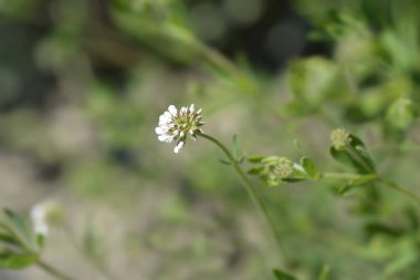 Bitki yoncası - Latince adı - Dorycnium herbaceum (Lotus herbaceus)